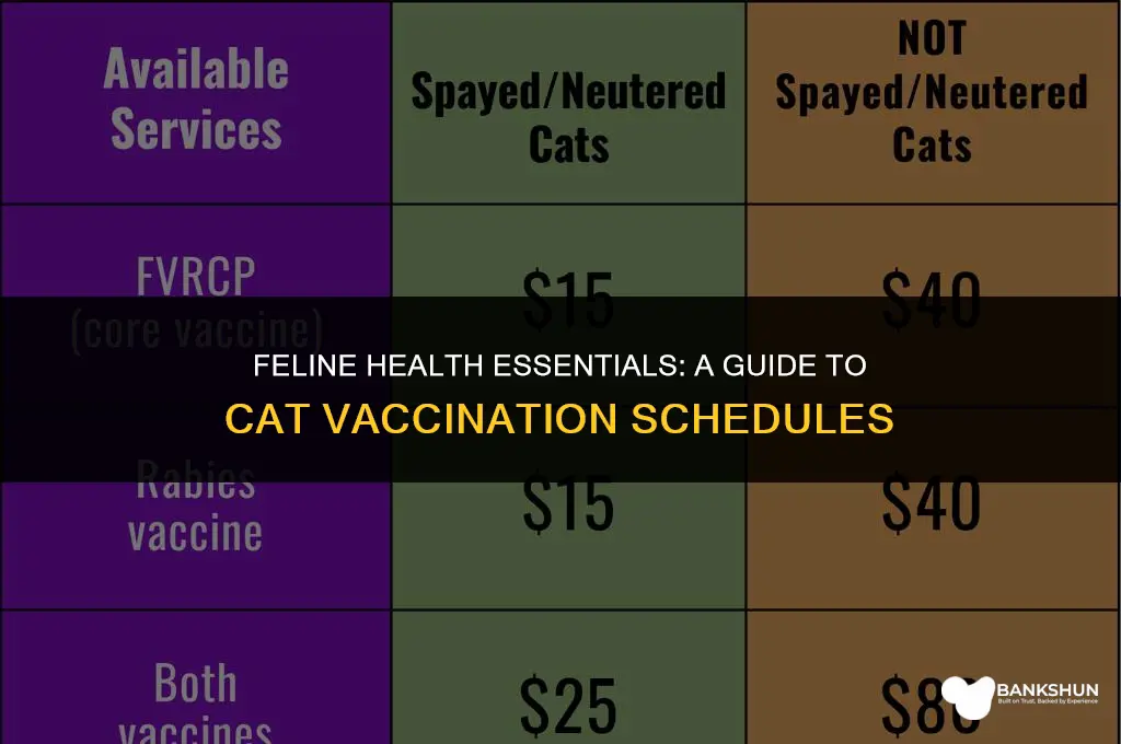 when do cats have to be vaccinated