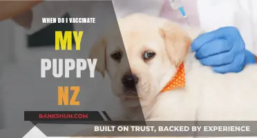 Puppy Vaccination Schedule: A Comprehensive Guide for New Zealand Pet Owners