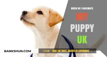 Puppy Vaccination Schedule: A Comprehensive Guide for UK Pet Owners