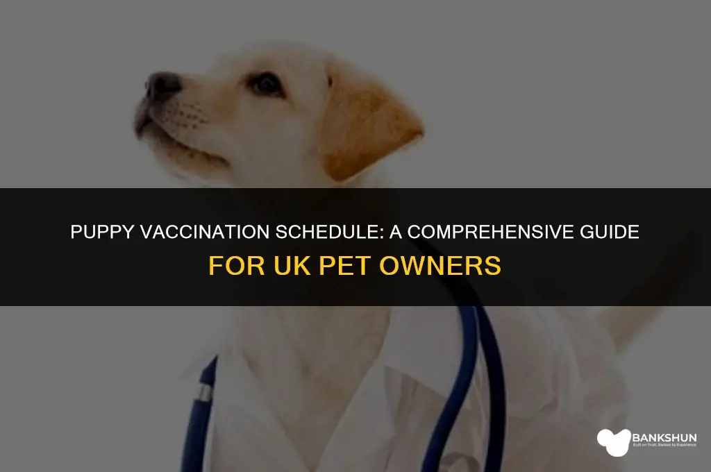when do i vaccinate my puppy uk