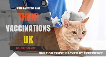 Vaccination Schedule for Kittens in the UK: A Comprehensive Guide