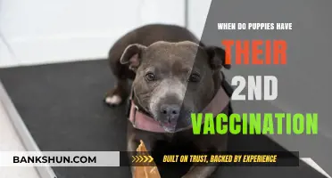 Vaccination Schedule for Puppies: When to Expect the Second Shot