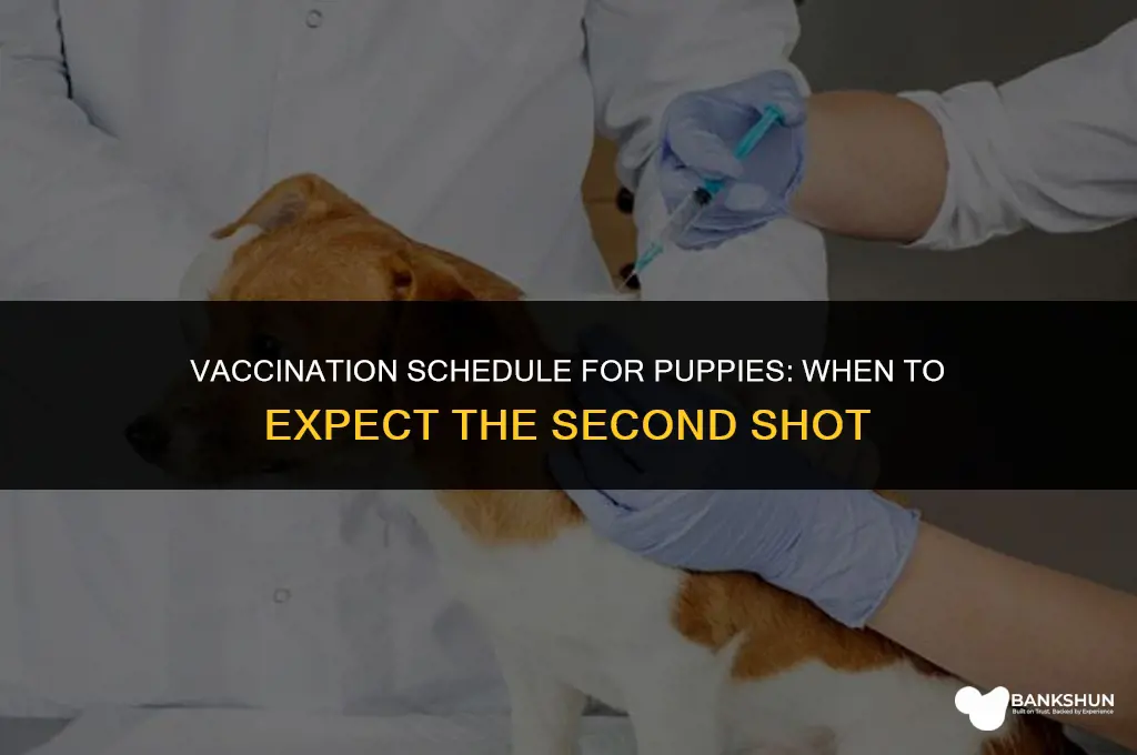 when do puppies have their 2nd vaccination