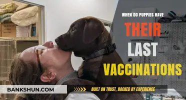 Puppy Vaccination Schedule: When Do Puppies Have Their Last Vaccinations?