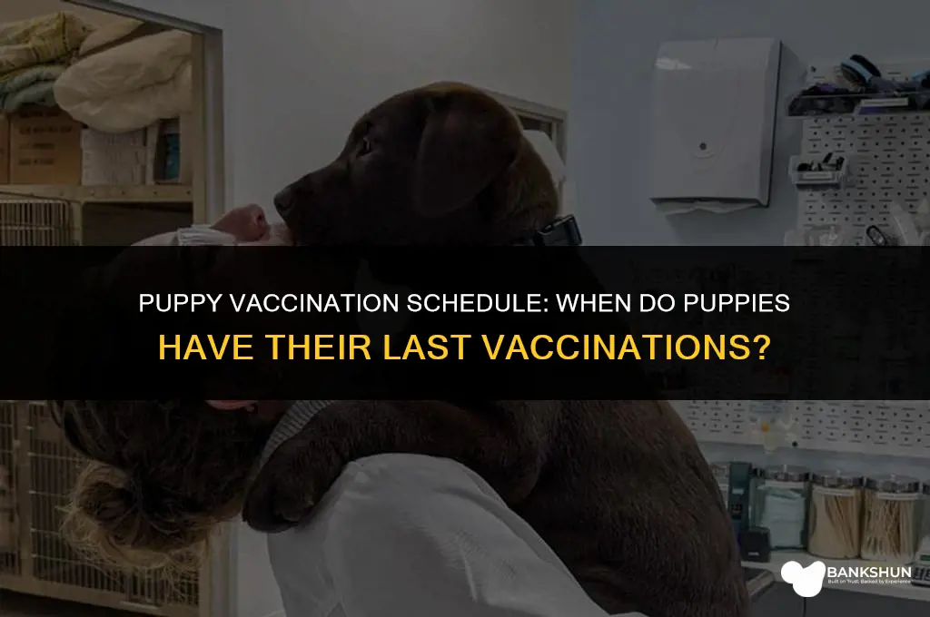 when do puppies have their last vaccinations