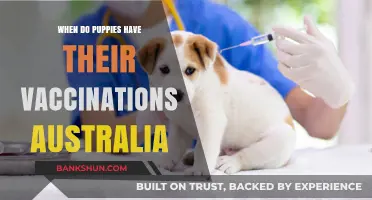 Vaccination Schedule for Puppies in Australia: A Complete Guide