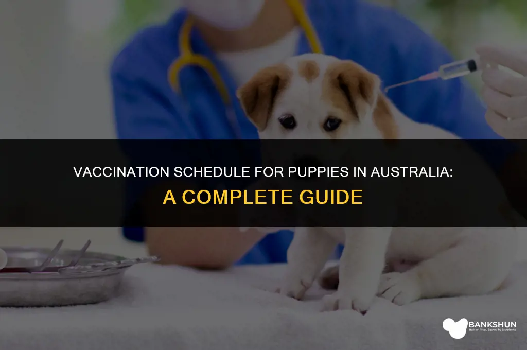 when do puppies have their vaccinations australia