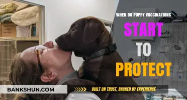 Safeguarding Your Puppy: When Do Vaccinations Begin to Protect?
