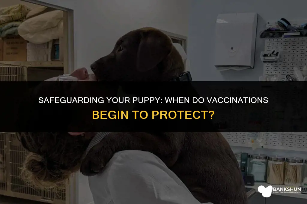 when do puppy vaccinations start to protect