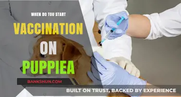 Protecting Your Puppy: The Ideal Time to Begin Vaccinations