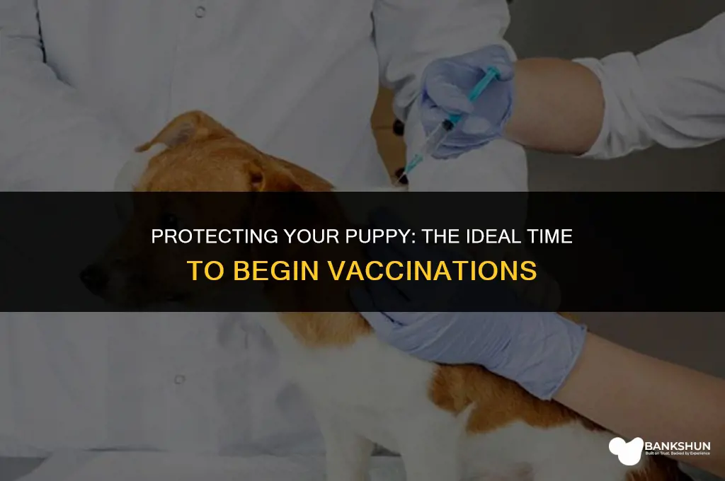 when do tou start vaccination on puppiea