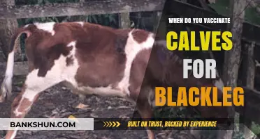 Protecting Calves from Blackleg: A Vaccination Timeline Guide