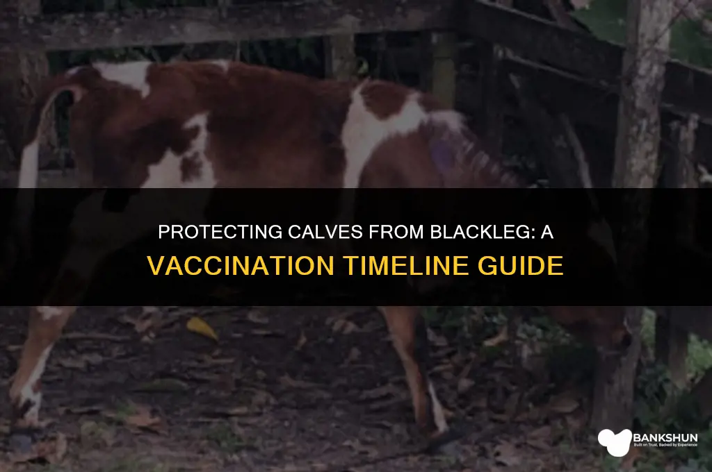 when do you vaccinate calves for blackleg