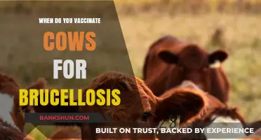 Optimal Timing for Brucellosis Vaccination in Cattle: A Comprehensive Guide