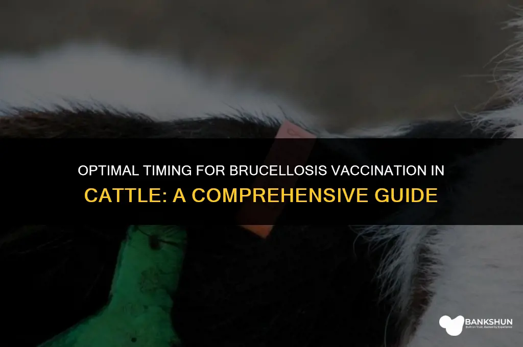 when do you vaccinate cows for brucellosis