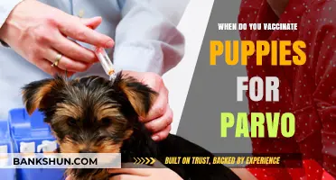 Protecting Your Puppy: The Essential Parvo Vaccination Timeline