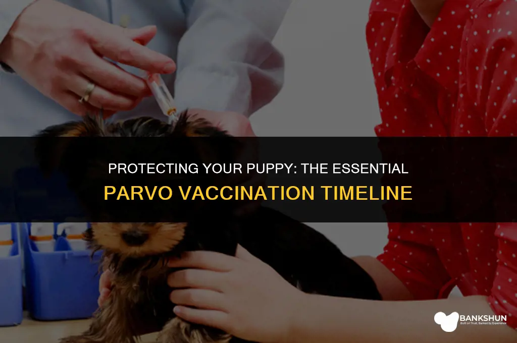 when do you vaccinate puppies for parvo