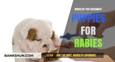Protecting Your Puppy: The Essential Rabies Vaccination Timeline