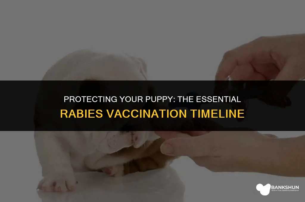 when do you vaccinate puppies for rabies