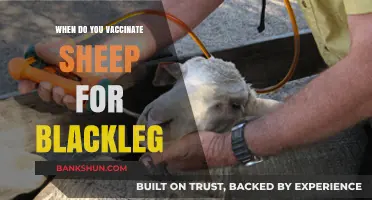Protecting Your Flock: The Optimal Blackleg Vaccination Schedule for Sheep