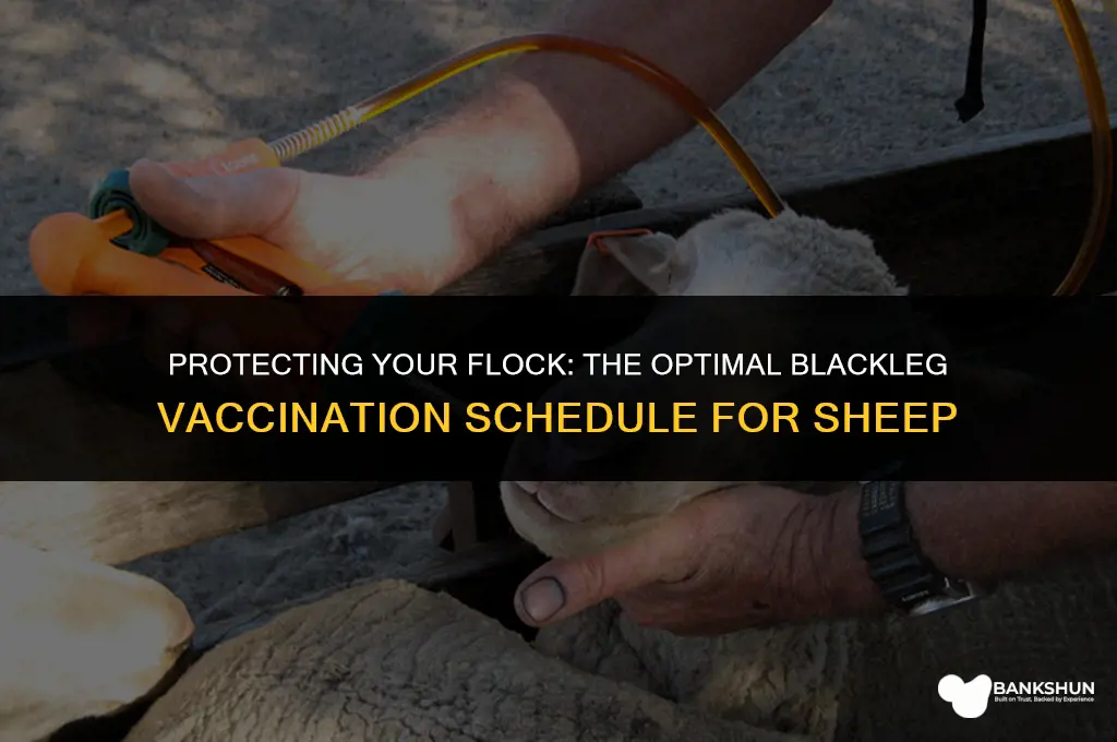 when do you vaccinate sheep for blackleg