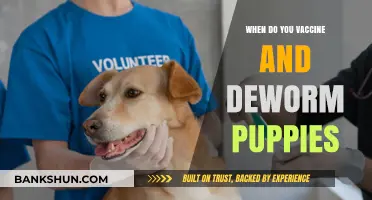 Protecting Your Puppy: The Essential Guide to Vaccinations and Deworming