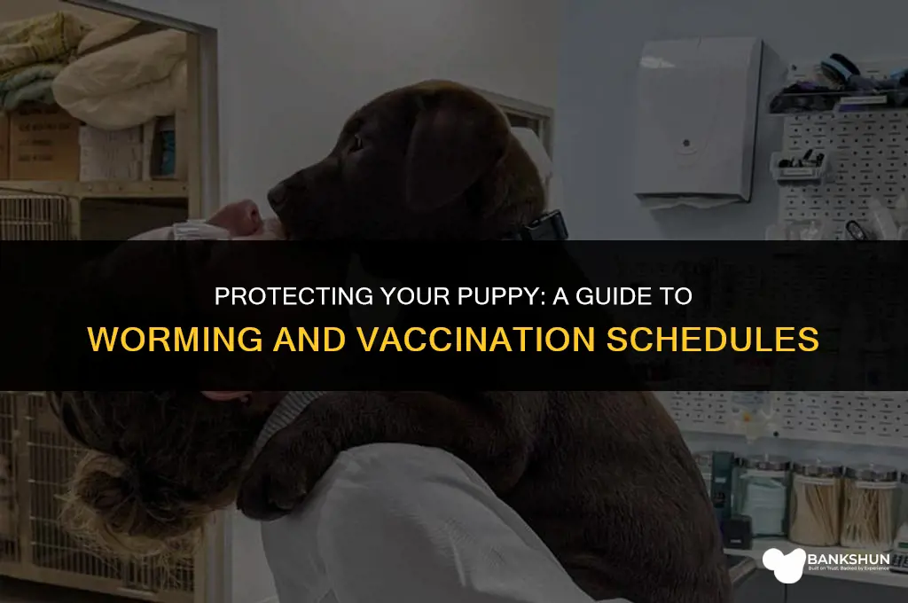 when do you worm and vaccinate puppies
