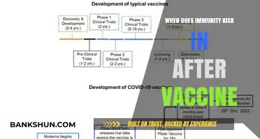 Vaccine Immunity Timeline: When Does Protection Begin?