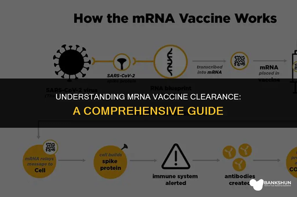 when does mrna vaccine leave the body