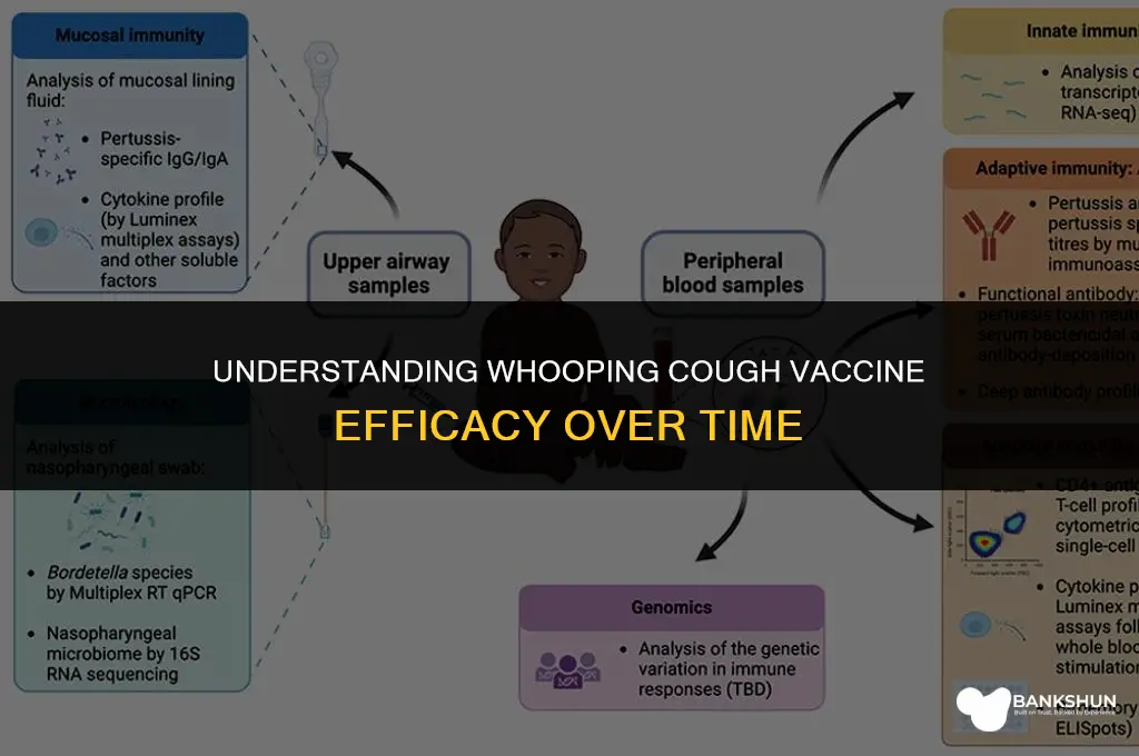 when does whooping cough vaccine wear off