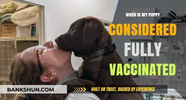 Puppy Vaccination Timeline: When Is Your Furry Friend Fully Protected?