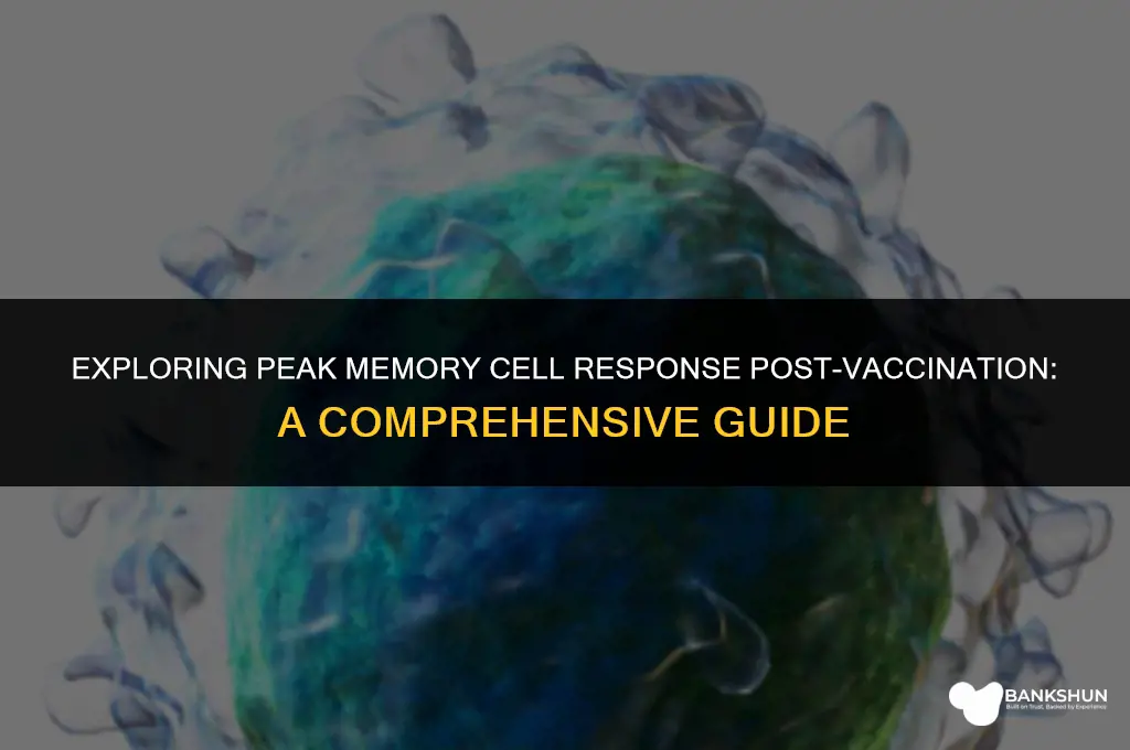 when is peak memory cell post vaccine