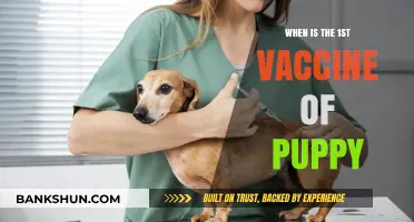 Puppy's First Vaccine: Timing and Essential Information for New Owners