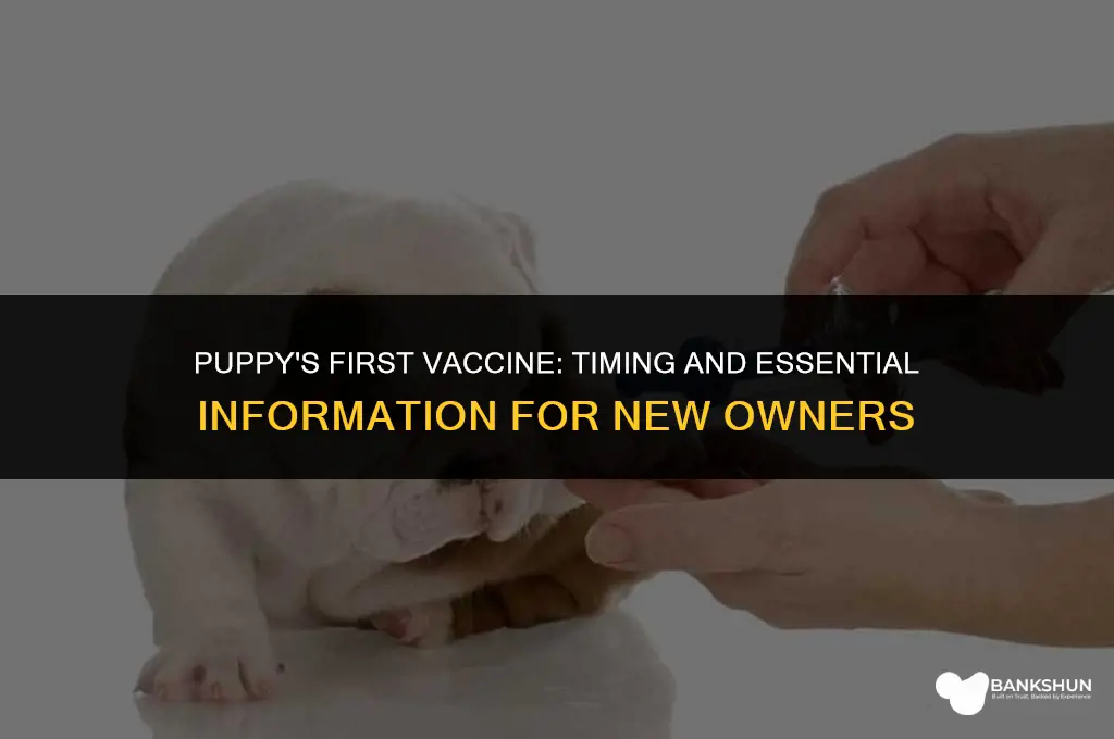when is the 1st vaccine of puppy