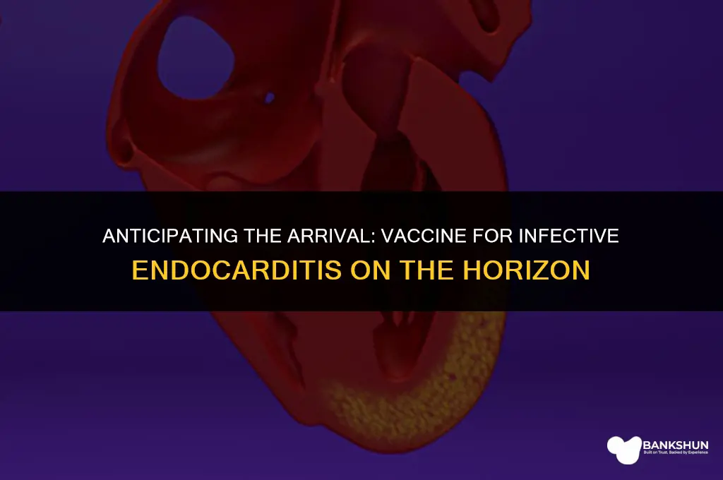 when is vaccine for infective endocarditis expected