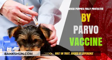 Safeguarding Your Puppy: The Complete Guide to Parvo Vaccine Protection