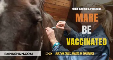 Optimal Vaccination Timing for Pregnant Mares: A Comprehensive Guide