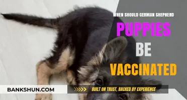 Vaccination Schedule for German Shepherd Puppies: A Comprehensive Guide