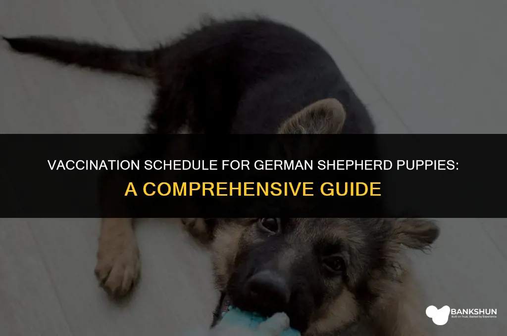 when should german shepherd puppies be vaccinated
