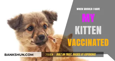 Protecting Your Kitten: The Essential Vaccination Timeline