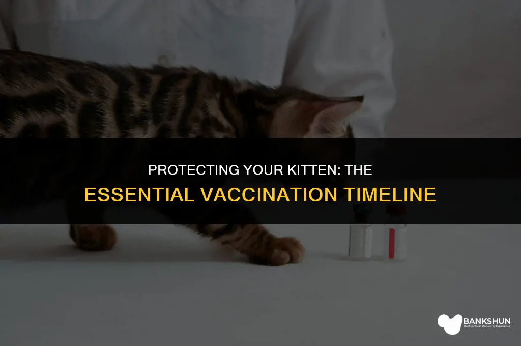when should i have my kitten vaccinated