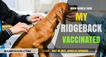 Protecting Your Ridgeback: A Guide to Essential Vaccinations