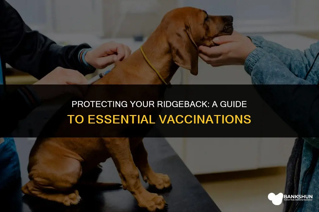 when should i have my ridgeback vaccinated