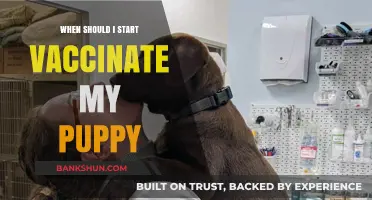 Protecting Your Puppy: The Ideal Time to Start Vaccinations