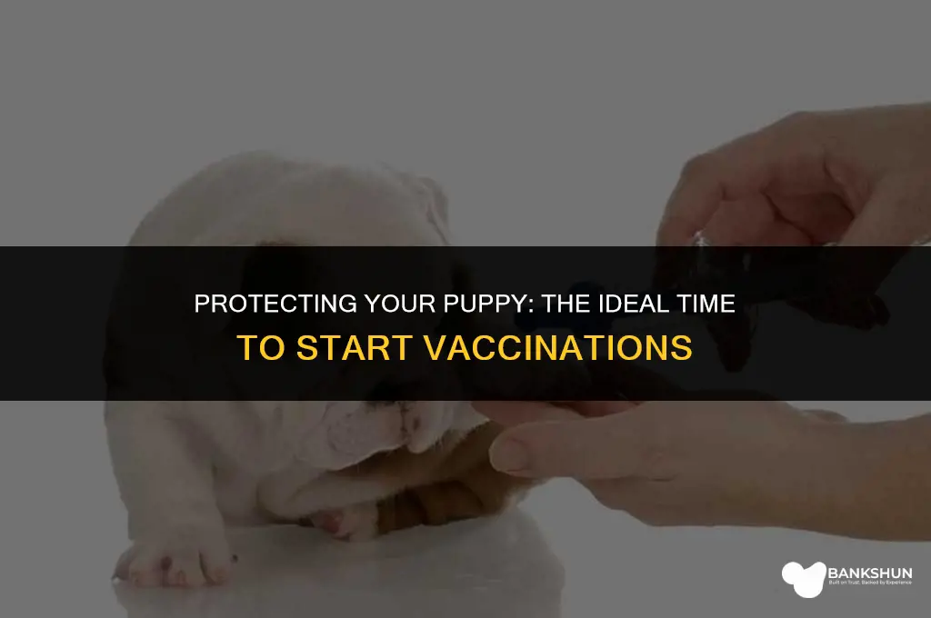 when should i start vaccinate my puppy
