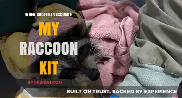 Vaccination Schedule for Raccoon Kits: A Comprehensive Guide