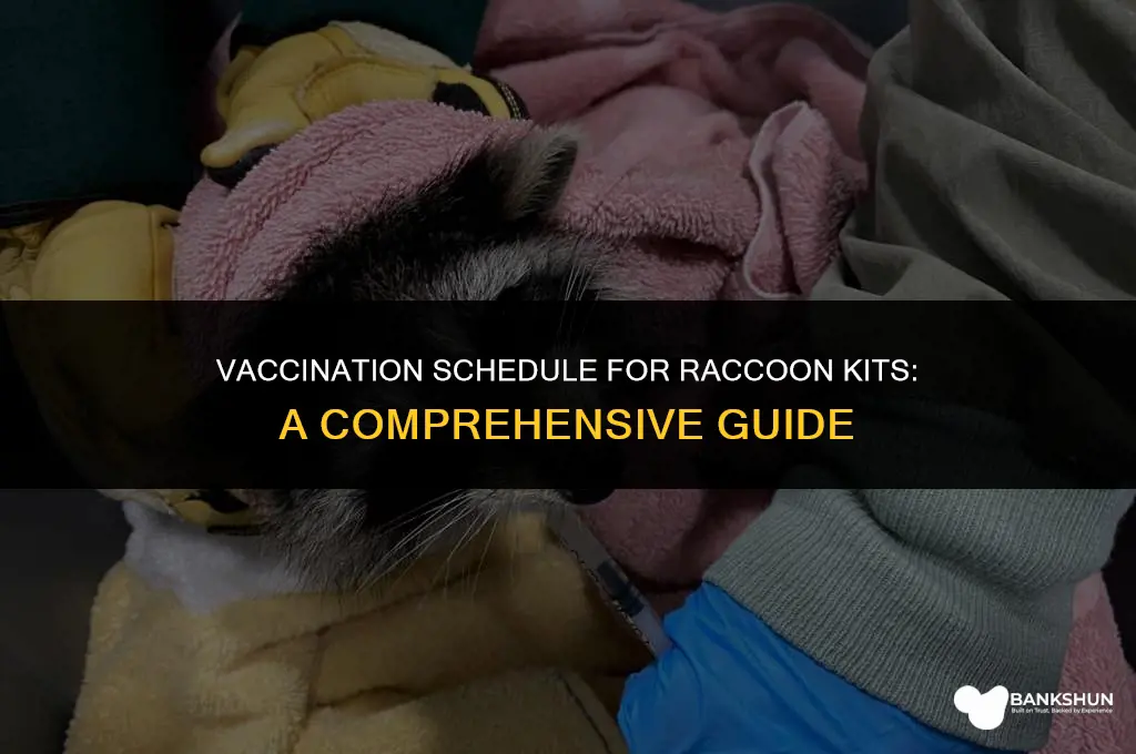 when should i vaccinate my raccoon kit