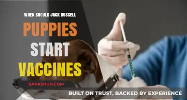 Vaccination Schedule for Jack Russell Puppies: A Comprehensive Guide