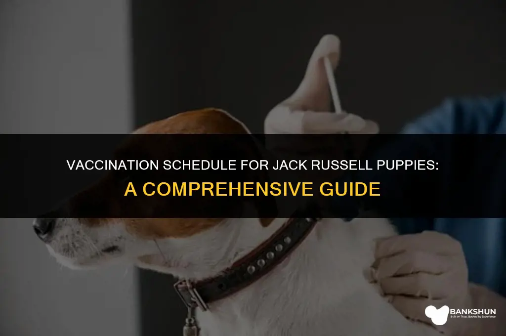 when should jack russell puppies start vaccines
