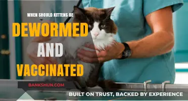 Deworming and Vaccinating Kittens: A Comprehensive Guide for New Owners